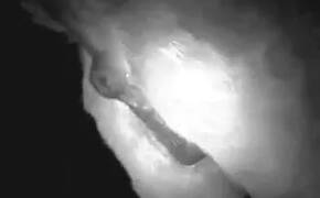 Zoo Porn Videos