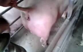Zoo Porn Videos