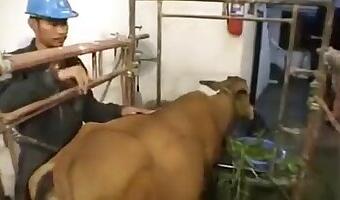 ZOO Porn video for FREE