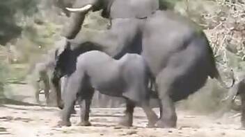Asian animal xxx