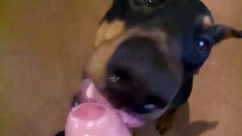 Dogs animal tube porn