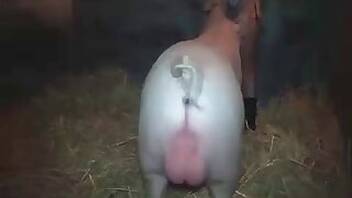 Fisting animal porn