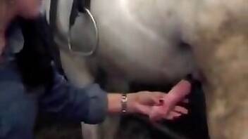 Horse animal sex