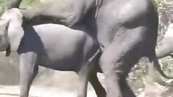 Horse animal sex