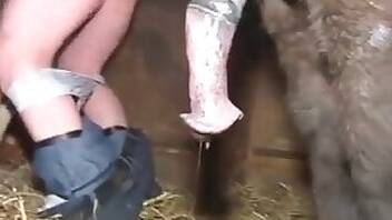 Horse bestiality sex