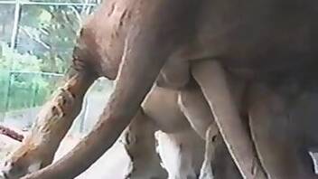 Japanese animal tube