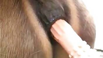 Mare animal tube