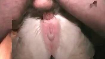 Pig animal sex