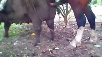 Zoo Porn You