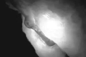 Zoo Porn Videos