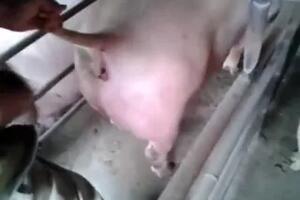 Zoo Porn Videos