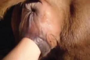 Zoo Sex Name