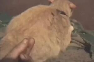 Zoo Sex Videos