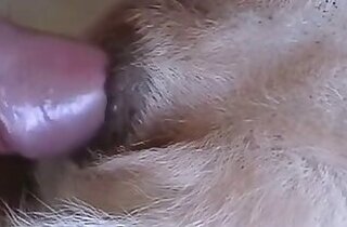 Bestiality porn video
