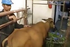 ZOO Porn video for FREE