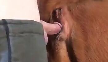Animal Porn and zoo sex video