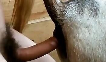 Animal Porn and zoo sex video