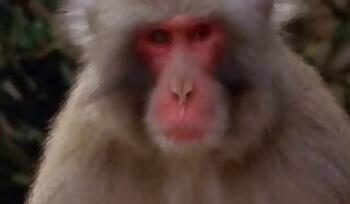 Asian Bestiality Tube