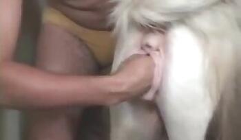 Dogs animal tube porn