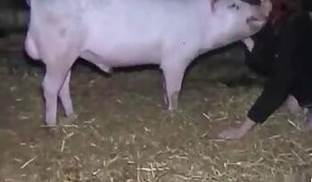 Fisting animal porn