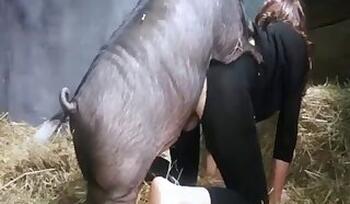 Mature animal sex