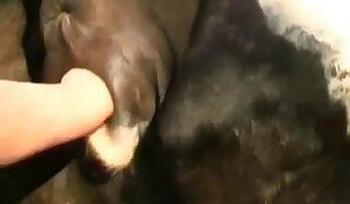 Pig animal sex
