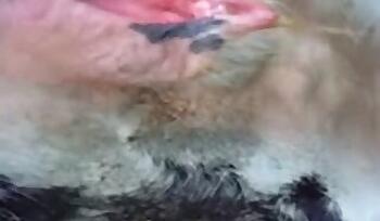 Pig bestiality tube