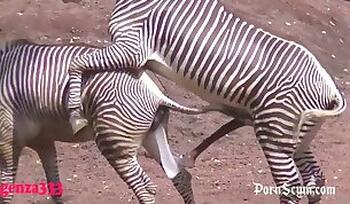 Dog Fuck Girl. Free zoo porn site