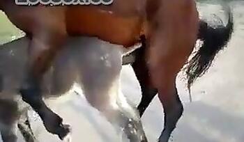 Dog Fuck Girl. Free zoo porn site