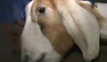 Stallion animal sex