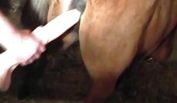 Stallion animal xxx