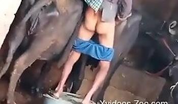 Xvideos-Zoo