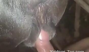 Xvideos-Zoo