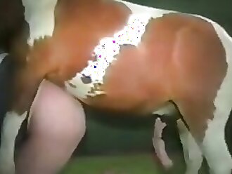 Free ZOO sex video