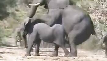 Asian animal xxx