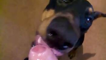 Dogs animal tube porn