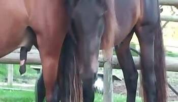 Fisting animal porn