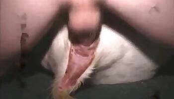 Pig animal sex
