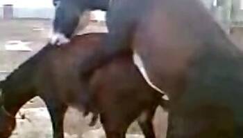 Stallion animal sex