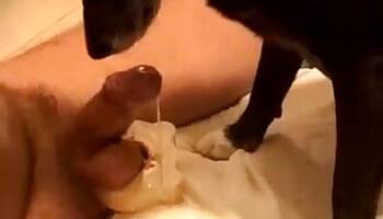 Sucking animal sex