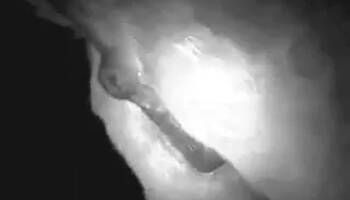 Zoo Porn Videos
