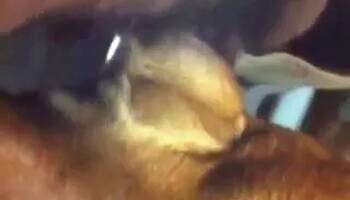 Zoo Porn Clips