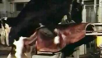 Zoo Sex Lol