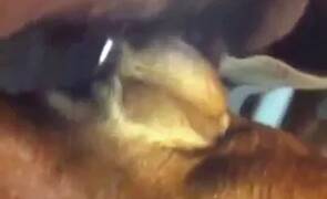 Zoo Porn Clips