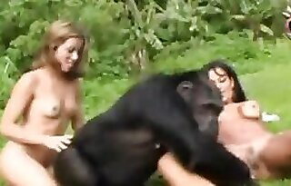 Beast Animal Sex