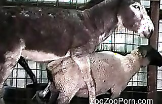 Zoo Zoo Porn