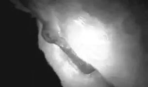 Zoo Porn Videos