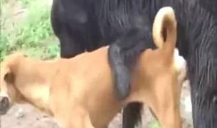 Zoo Porn Clips