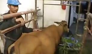 ZOO Porn video for FREE