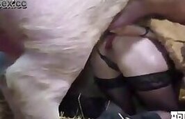 Animal Sex